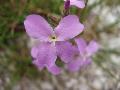 fiore