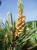 Pinus sylvestris L. BIOLVEG