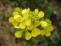 fiore