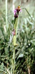 pianta