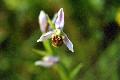 fiore
