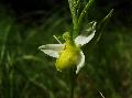 fiore