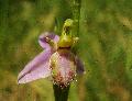 fiore
