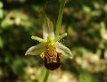 fiore