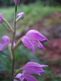 fiore