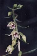 fiore