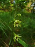 fiore