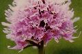 fiore