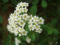 fiore