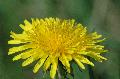 fiore