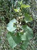 pianta