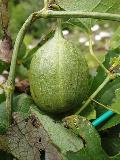 frutto