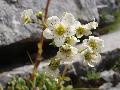 fiore