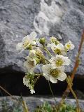 fiore