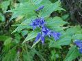 Gentiana asclepiadea L. BIOLVEG