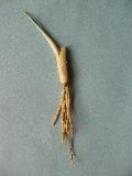 fusto ipogeo