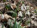 fiore fiore
