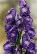 fiore fiore