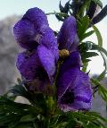 fiore fiore