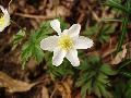 fiore fiore