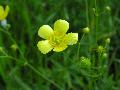 fiore