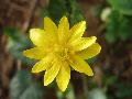 fiore