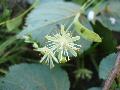 fiore