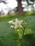 fiore fiore