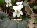 fiore