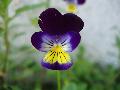 fiore