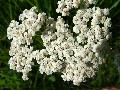 fiore