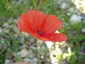 fiore