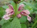 fiore