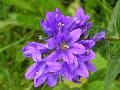 Campanula glomerata subsp. glomerata L. BIOLVEG