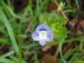 fiore fiore