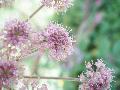 fiore