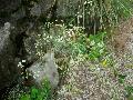 pianta