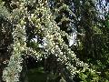 Cedrus atlantica (Endl.) Carr. BIOLVEG