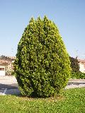 pianta