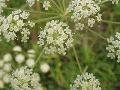 fiore