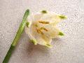 fiore