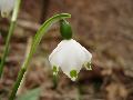 fiore