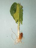 pianta