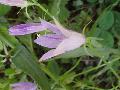 fiore