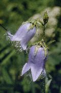 fiore