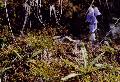 pianta