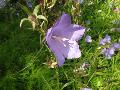 fiore