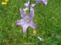 Campanula rapunculus L. BIOLVEG