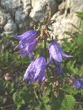 fiore fiore