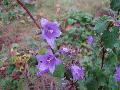 fiore fiore